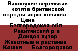 Вислоухие серенькие котята британской породы ищат хозяина  › Цена ­ 2 000 - Белгородская обл., Ракитянский р-н, Донцов хутор Животные и растения » Кошки   . Белгородская обл.